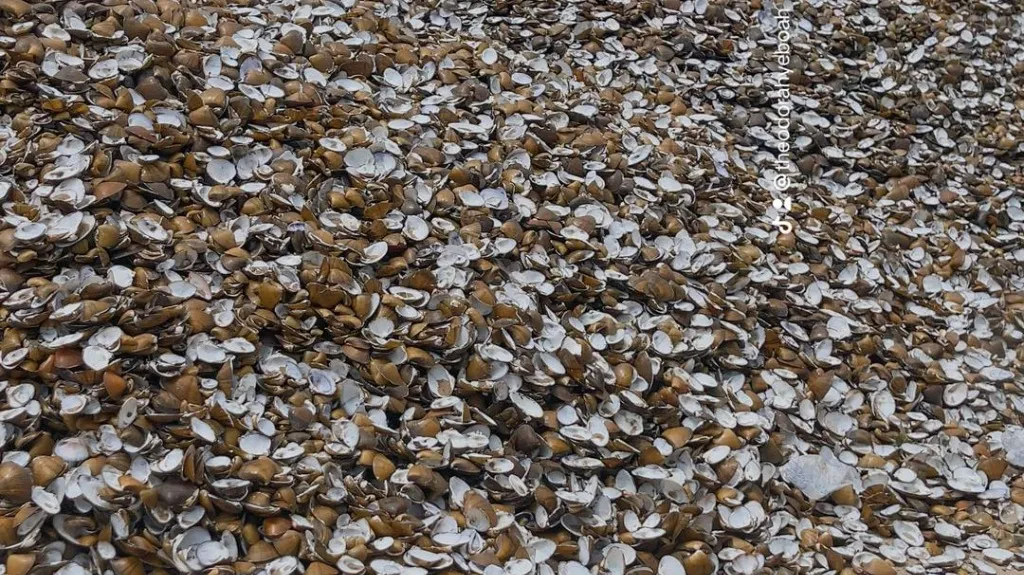 Raw oyster shells along the coast of Ada-Kasseh, Ghana